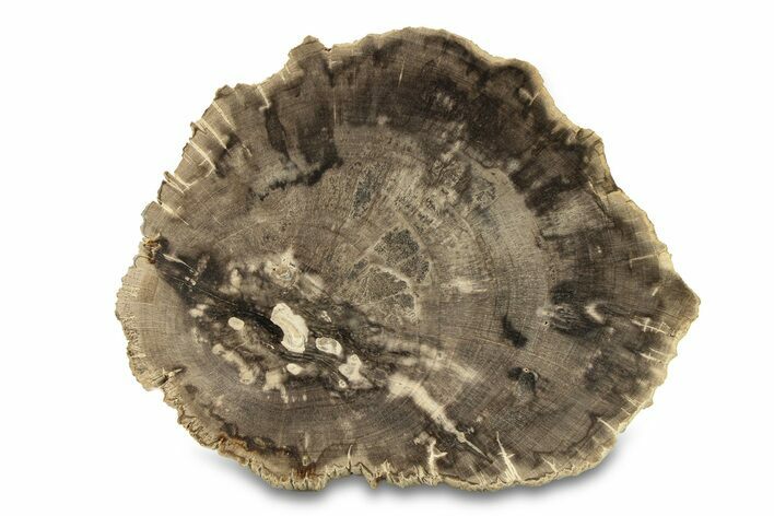 Polished Petrified Wood (Dicot) Round - Texas #289417